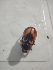 Ancognatha ustulata