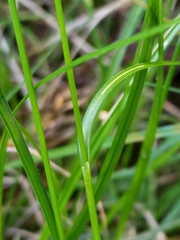 Carex lepidocarpa
