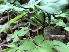 Synchytrium anemones