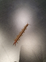 Scolopendra cingulata