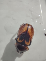 Ancognatha ustulata