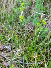 Carex lepidocarpa