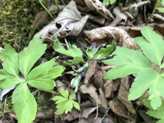 Synchytrium anemones