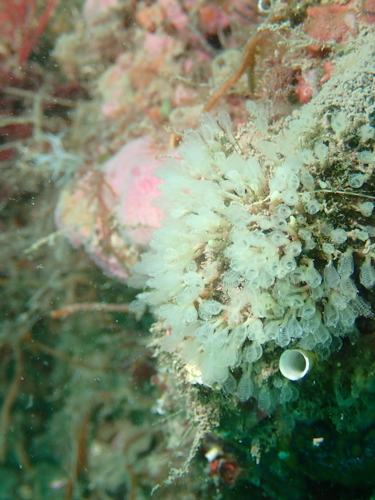 Pycnoclavella communis