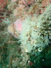 Pycnoclavella