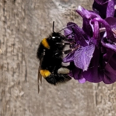 Bombus