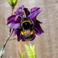 Bombus