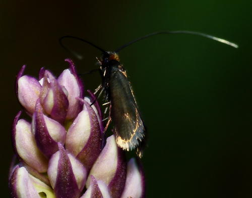 Cauchas rufimitrella