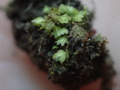 Fissidens obtusifolius