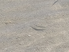 Mulloidichthys flavolineatus