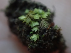 Fissidens obtusifolius