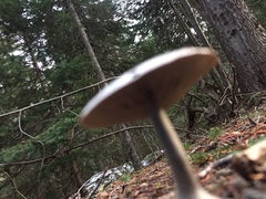 Clitocybe glacialis