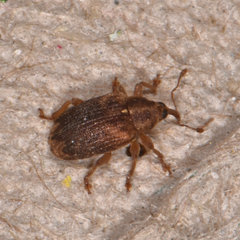 Lignyodes bischoffi