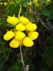 Calceolaria tripartita