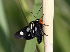 Androloma disparata
