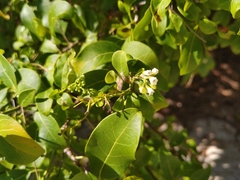 Bourreria petiolaris