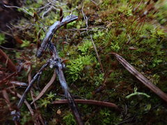 Encalypta rhaptocarpa