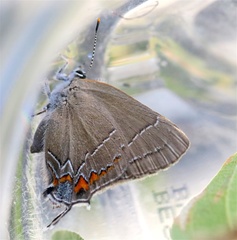 Satyrium favonius violae