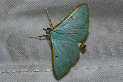 Parotis prasinalis