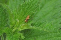 Lobesia reliquana