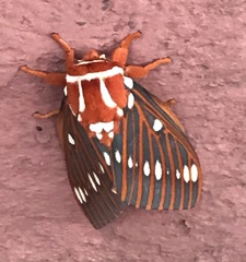 Citheronia azteca