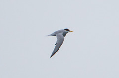 Sternula antillarum browni