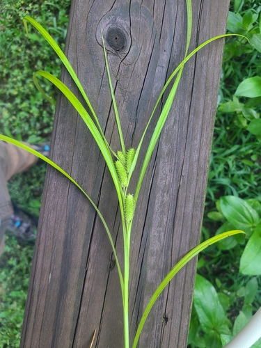Image of Carex aureolensis by (c) Jeff Wilson, some rights reserved (CC BY)