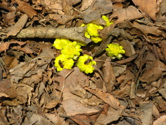 Adonis amurensis