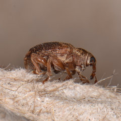 Lignyodes bischoffi