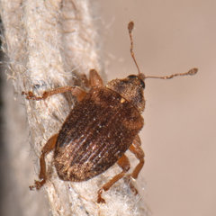 Lignyodes bischoffi
