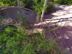 Asparagus umbellatus