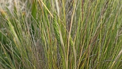 Festuca petraea