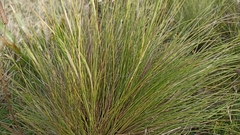 Festuca petraea
