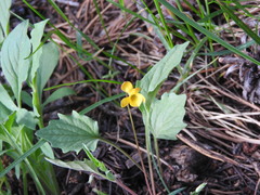 Viola pinetorum