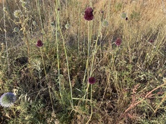 Allium phanerantherum