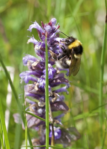 Garden bumblebee