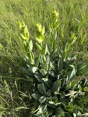Gentiana lutea