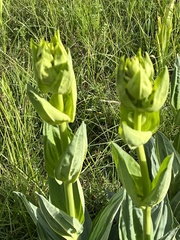 Gentiana lutea