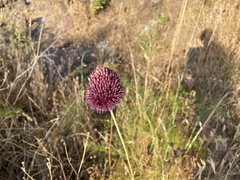 Allium phanerantherum