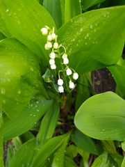 Convallaria majalis