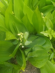 Convallaria majalis