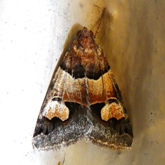 Drasteria pallescens