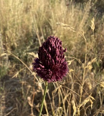 Allium phanerantherum