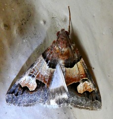 Drasteria pallescens