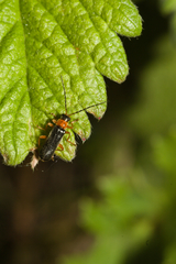 Cantharis flavilabris