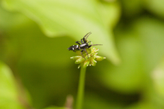 Aphantaulax trifasciata