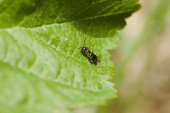 Anthelephila pedestris