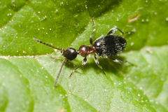 Anthelephila pedestris