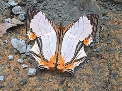 Cyrestis nivea nivalis