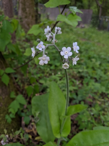 wild comfrey